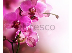 Фреска Ветка орхидеи макросъемка, арт. ID12703 - фото (1)