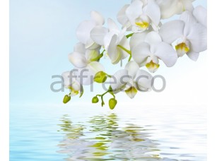 Фреска Отражение белой орхидеи, арт. ID12673 - фото (1)