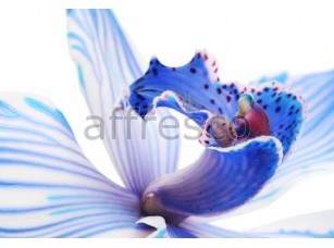 Фреска Цветок ириса макросъемка, арт. ID12638 - фото (1)