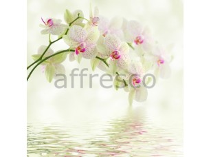 Фреска Ветка орхидеи над водой, арт. ID12674 - фото (1)
