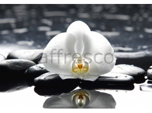 Фреска Цветок орхидеи на камнях, арт. ID12710 - фото (1)