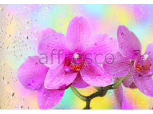 Фреска Капля орхидеи, арт. ID11745 - фото (1)