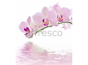 Фреска Веточка орхидеи над водой, арт. ID11752 - фото (1)