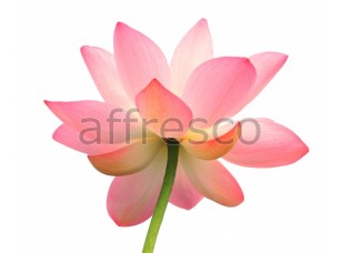 Фреска Нежный цветок, арт. ID11727 - фото (1)