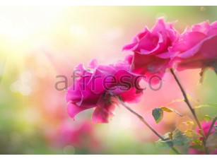 Фреска Макросъемка розовые цветы, арт. ID12772 - фото (1)