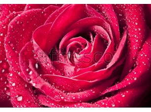 Фреска Капли роза макросъемка, арт. ID12670 - фото (1)