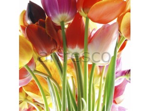 Фреска Разноцветные бутоны тюльпанов, арт. ID12689 - фото (1)