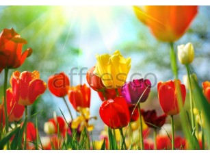 Фреска Разноцветные тюльпаны, арт. ID11610 - фото (1)