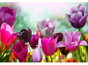 Фреска Бутоны тюльпанов, арт. ID11620 - фото (1)
