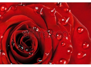 Фреска Капли на лепестках красной розы, арт. ID12669 - фото (1)