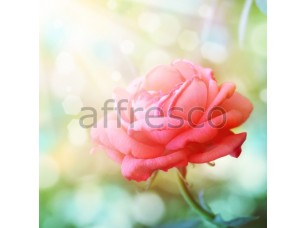Фреска Распустившаяся роза, арт. ID11726 - фото (1)