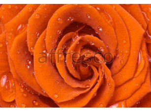 Фреска Капли воды на лепестках розы, арт. ID12063 - фото (1)
