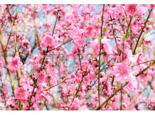 Фреска Ветки розовой сакуры, арт. ID11804 - фото (1)