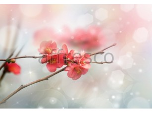 Фреска Цветочки сакуры макросъемка, арт. ID11824 - фото (1)