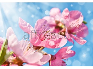 Фреска Цветочки сакуры, арт. 7231 - фото (1)