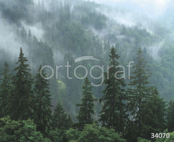 Фреска Ortograf 34070 Величественный лес и туман - фото (1)