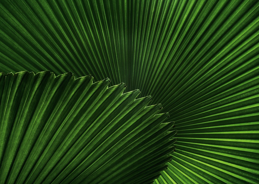 Фотообои «Веерные листья пальмы» - фото (1)