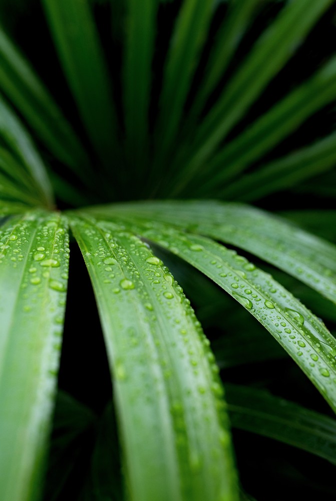 Фотообои «Макросъемка листа пальмы» - фото (1)