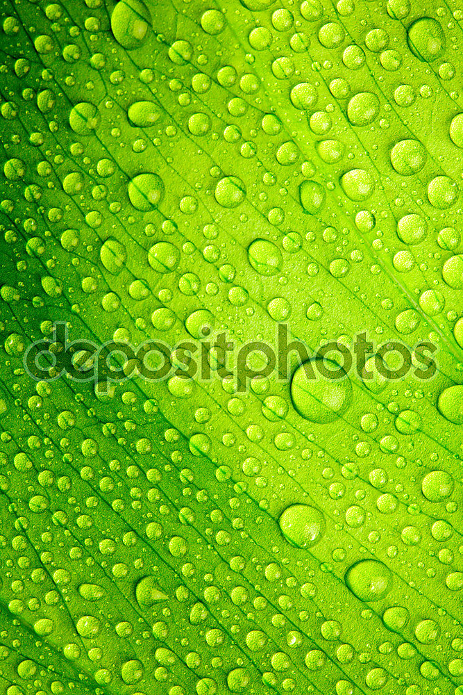 Фотообои «Красивый зеленый лист с каплями воды» - фото (1)
