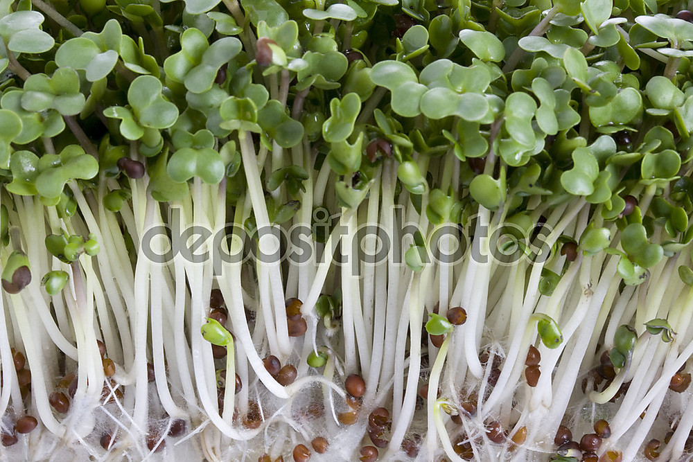 Фотообои «Брокколи ростки макрос» - фото (1)