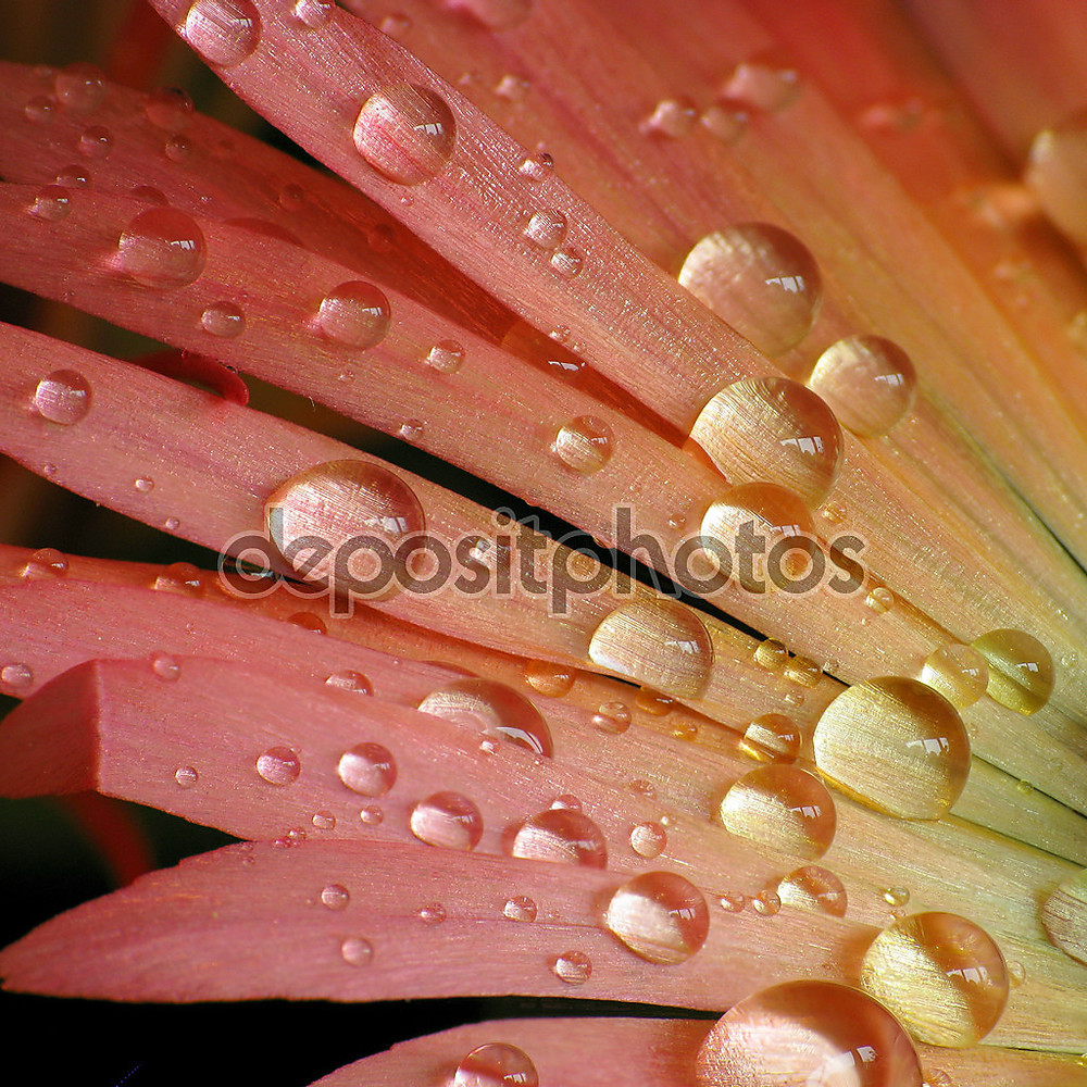 Фотообои «Капельки воды на красочный цветок» - фото (1)