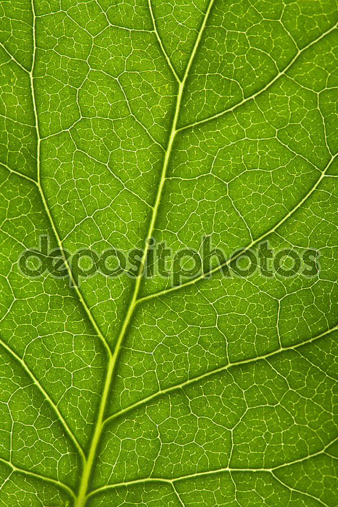 Фотообои «Макрос свежих листьев» - фото (1)