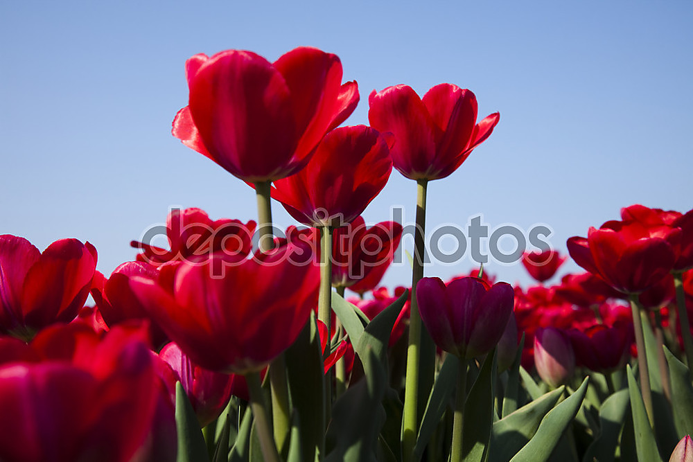 Фотообои «Красные тюльпан» - фото (1)