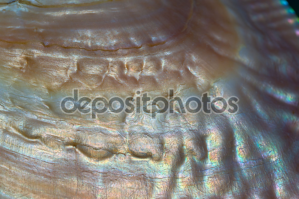 Фотообои «Макро фотографии текстуры раковины Средиземного моря» - фото (1)